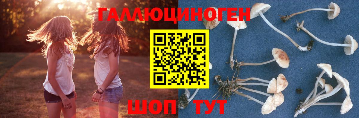 Кизляр  Псилоцибиновые грибы Psilocybine cubensis  Вход с VPN  Псилоцибиновые грибы GOLDEN TEACHER 